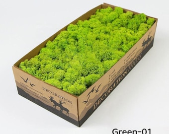 Preserved Reindeer Moss, Natural Green, DIY Crafts (0.85LB)