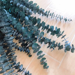 DIY Crafts Stabilized Preserved Cinerea Baby Eucalyptus Tall Stems Wedding Garlands Home Decorations Bouquets Flower Arrangements Dried