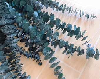 DIY Crafts Stabilized Preserved Cinerea Baby Eucalyptus Tall Stems Wedding Garlands Home Decorations Bouquets Flower Arrangements Dried