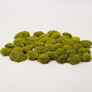 Prefleur DIY Crafts Stabilized Preserved Pole Moss Pillow Bun Cushion Natural Green Decorative Real Terrariums Centerpieces