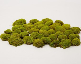 Preserved Pillow Moss: Natural Green Cushion Bun Moss