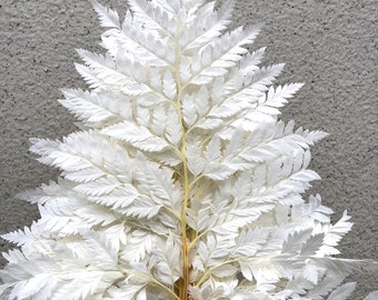 Preserved White Fern Stems (10 stems) - DIY Wedding Garland Decor