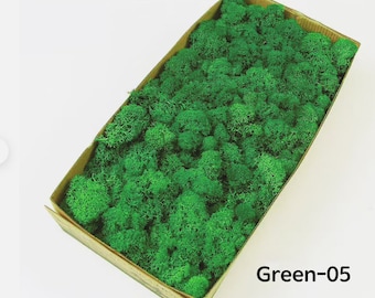Preserved Reindeer Moss, Natural Green, DIY Crafts, Wall Decor (0.85LB)