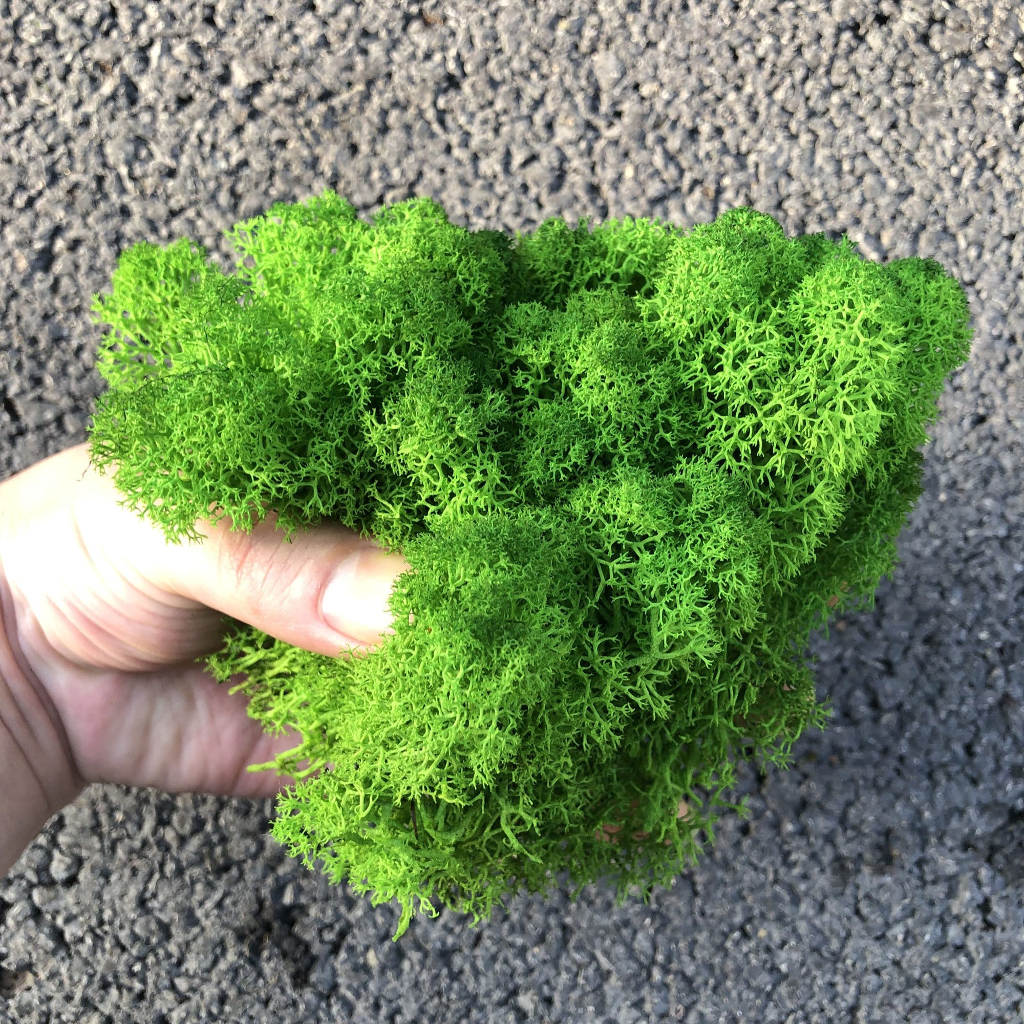 Reindeer Moss 2oz - Basil