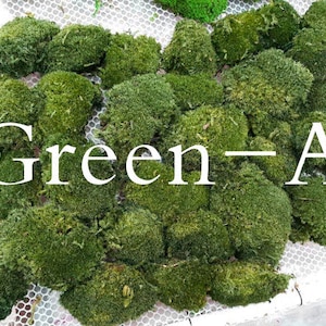 Prefleur DIY Crafts Stabilized Preserved Pole Moss Pillow Bun Cushion Natural Green Decorative Real Terrariums Centerpieces