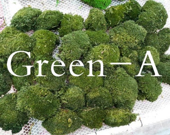 Preserved Pillow Moss, Natural Green Cushion Moss for Terrariums