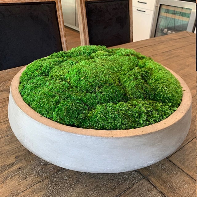 Large Moss Centerpiece Moss Bowl Arrangement Pillow Moss in Modern Bowl  Home Decor 