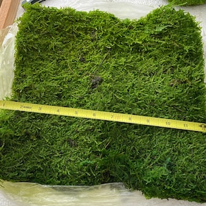 Prefleur Sheet Moss Stabilized Craft DIY Gardening Prefleur Wholesale Preserved Bun Cushion Natural Green Decorative Real DIY Terrariums