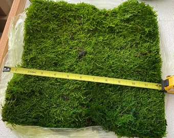 Musgo laminar preservado, arte de pared con musgo para terrario DIY