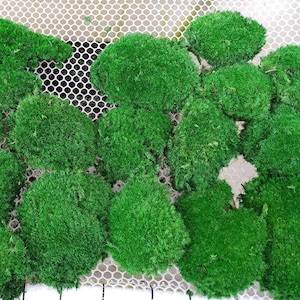 Prefleur DIY Crafts Stabilized Preserved Pole Moss Pillow Bun Cushion Natural Green Decorative Real Terrariums Centerpieces