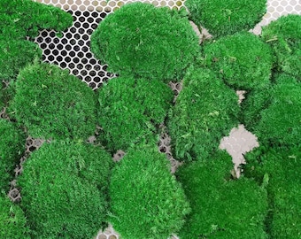 Preserved Pillow Moss, Natural Green Cushion Moss for Terrariums
