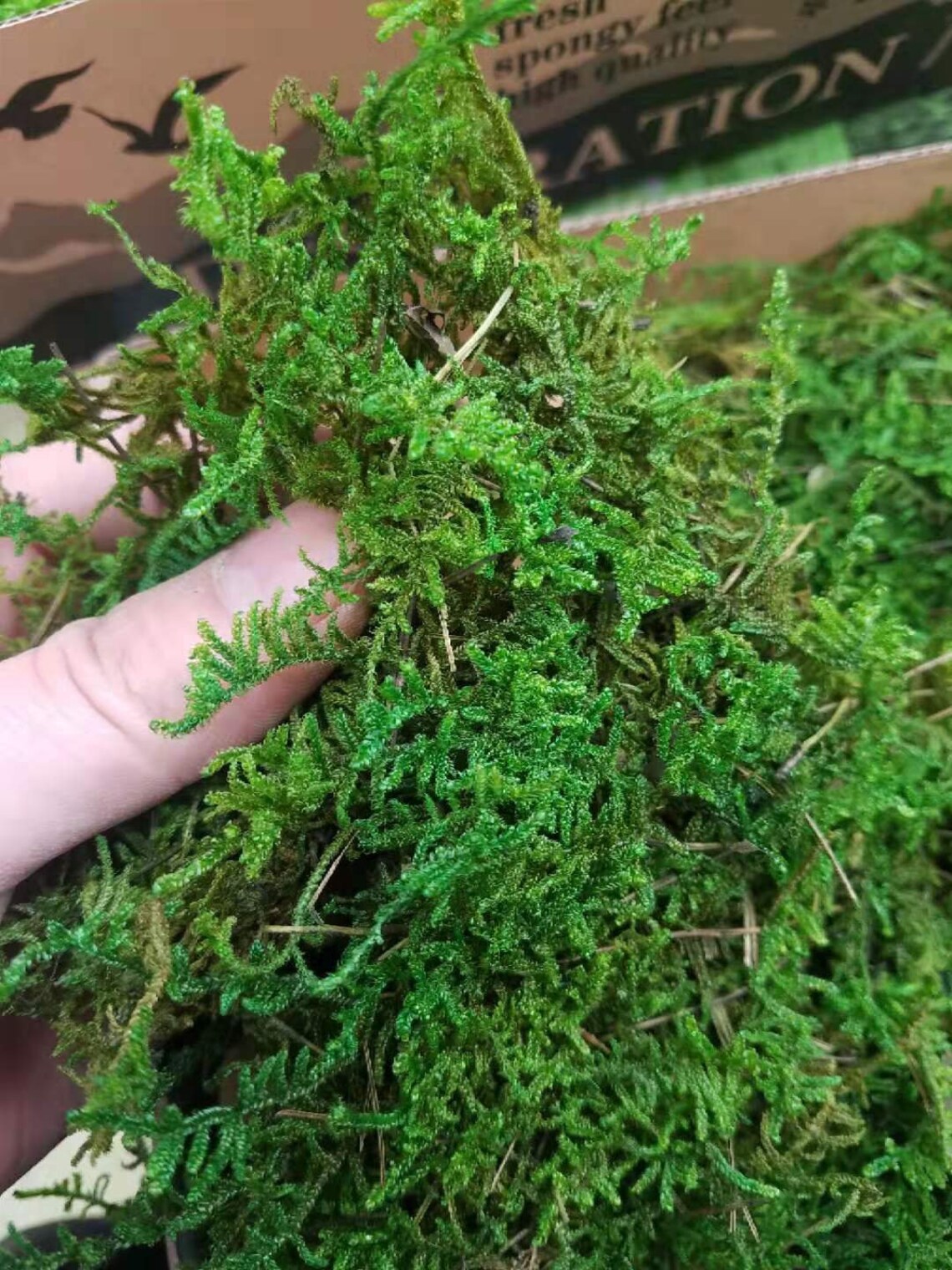 Bulk Real MossPreserved Sheet Moss floral mossWedding Etsy