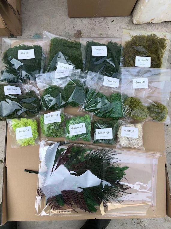 Prefleur DIY B Crafts Assorted Moss Kit Mixed Preserved Stabilized 