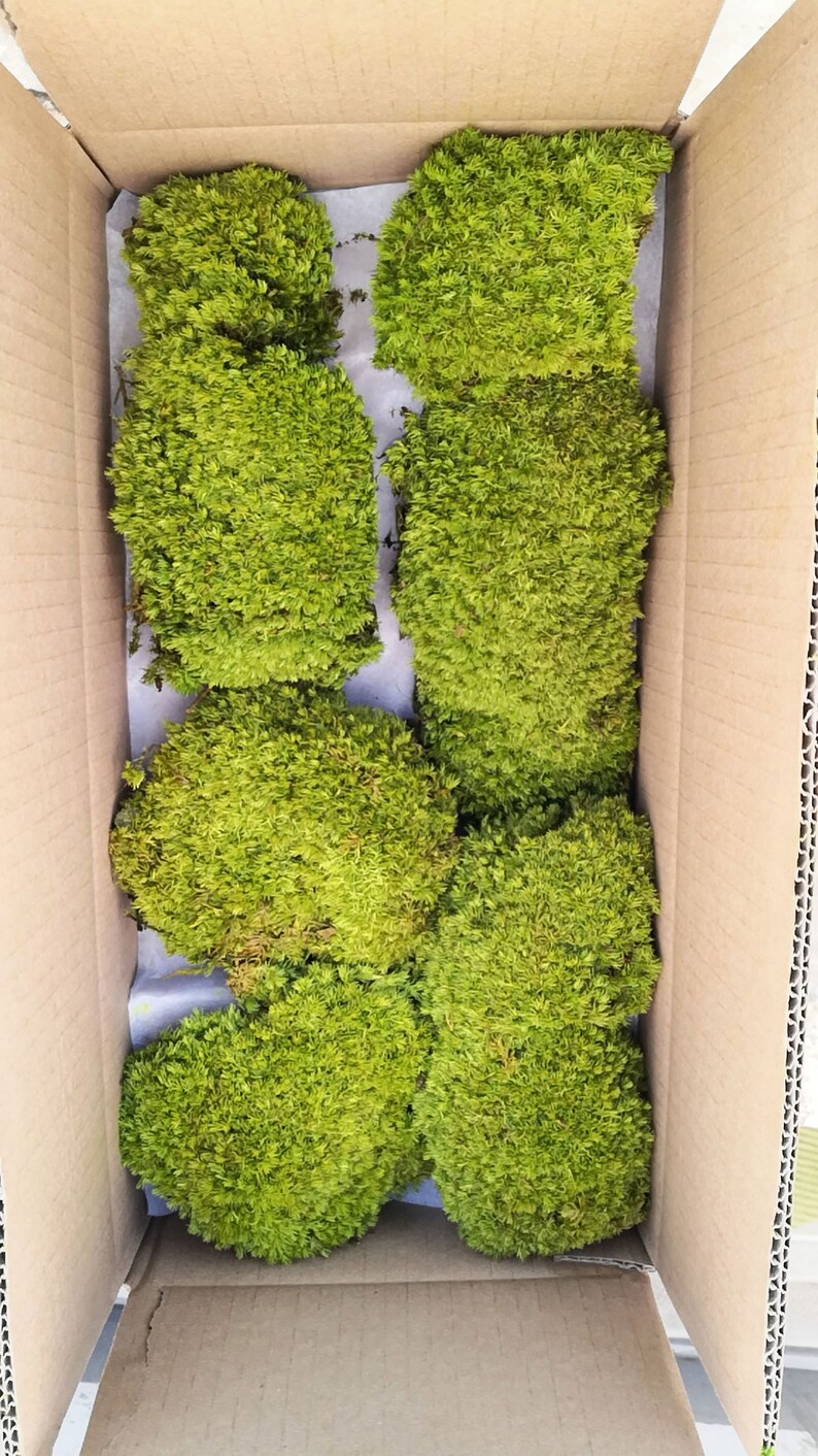 Bulk Wholesale Preserved Pole Moss Pillow Moss Bun Moss Etsy