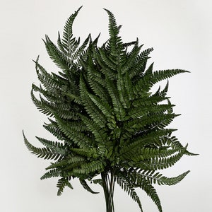 Prefleur Manualidades para hacer tú mismo Helechos verdes reales estabilizados y conservados Guirnaldas para bodas Decoraciones para el hogar Ramos Arreglos florales Colgantes de pared Secos