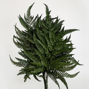 71 Fern Garland by Bloom Room