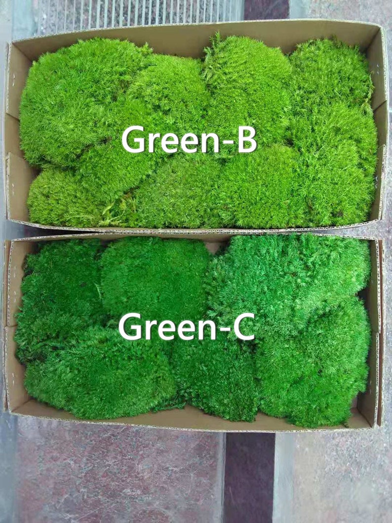 Bulk Wholesale Preserved Pole Moss Pillow Moss Bun Moss Etsy