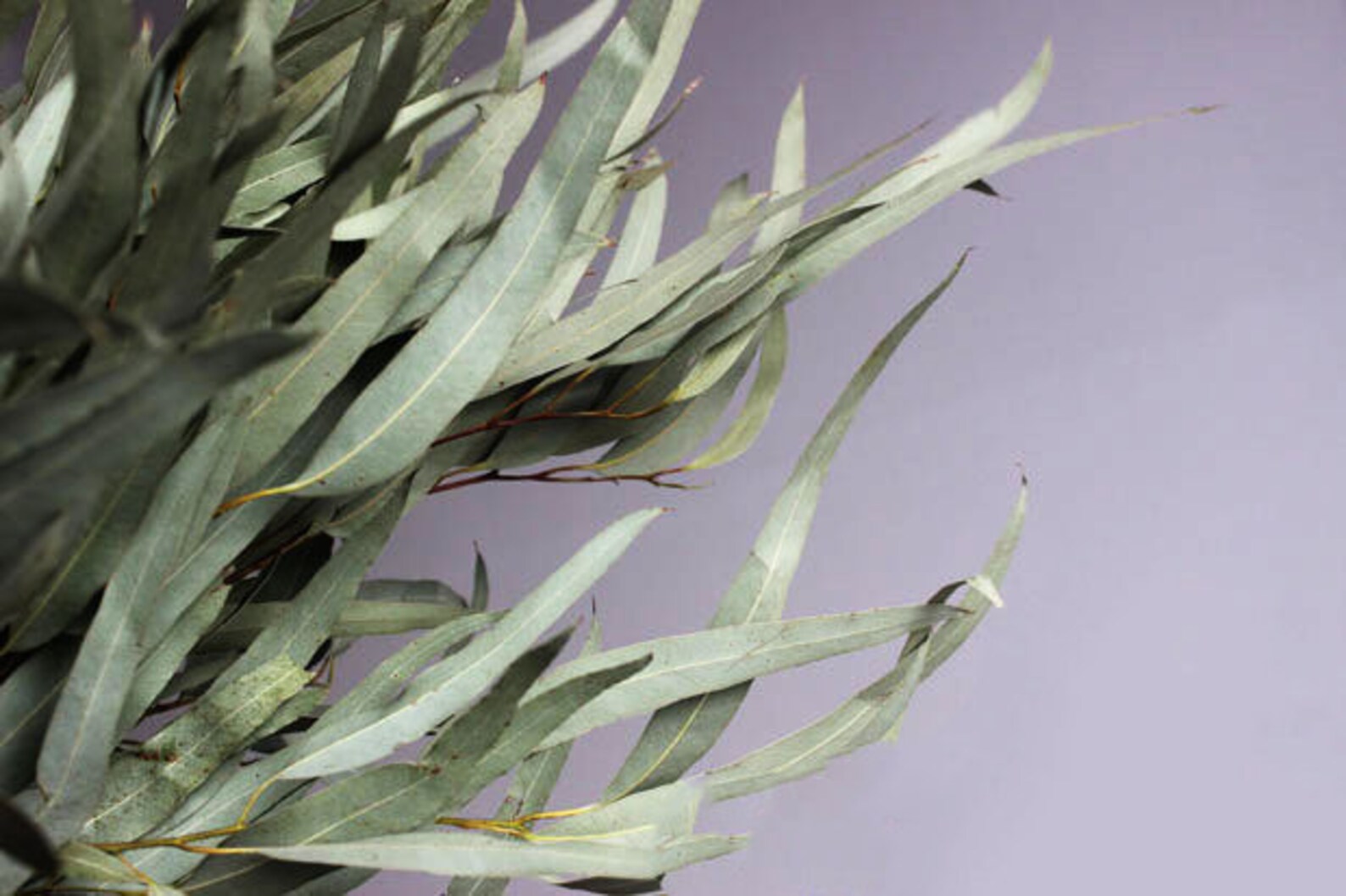 Dry Eucalyptus Leaves Millet Fruit Leaves Eucalyptus Wedding Etsy