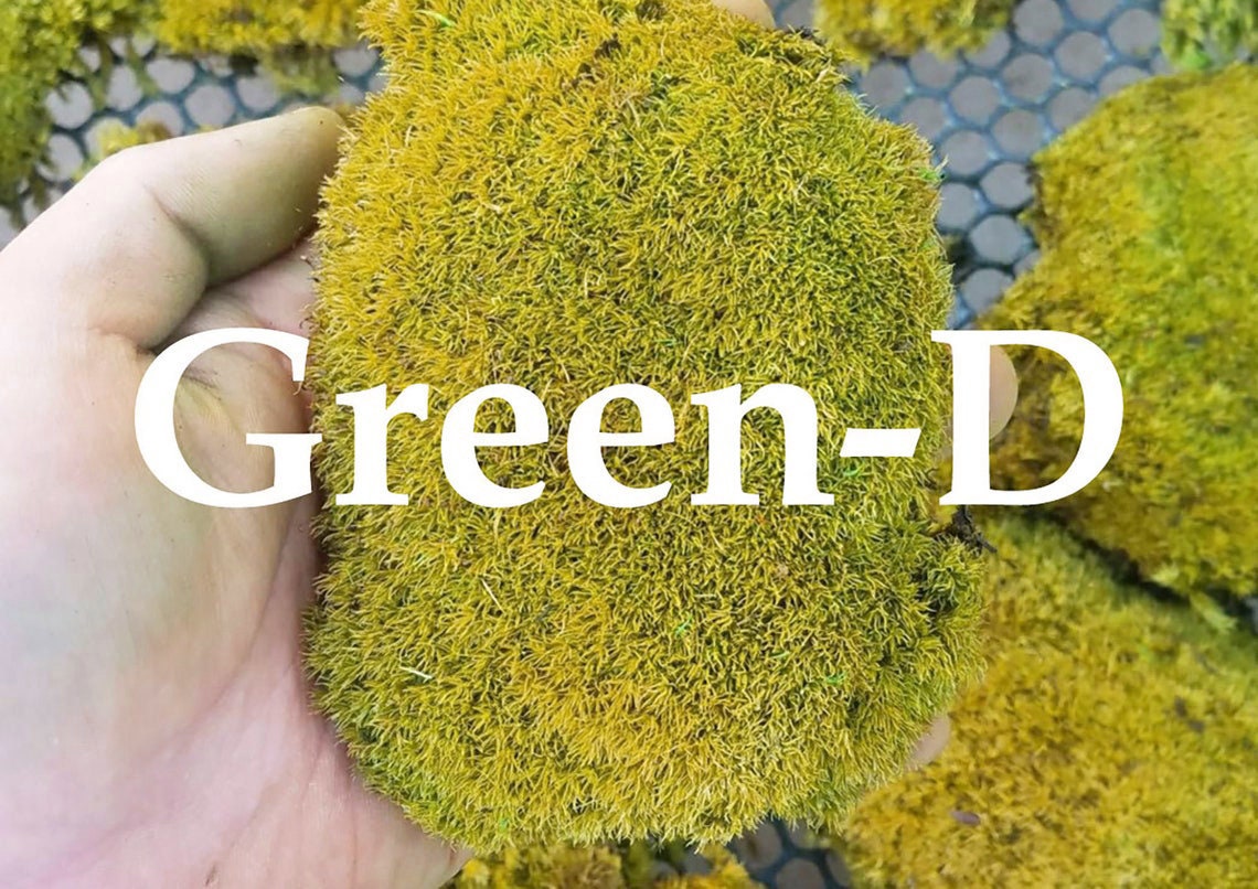 Kussen groen van velvet | Met bloemen, botanisch | Merk: Nin-Nit