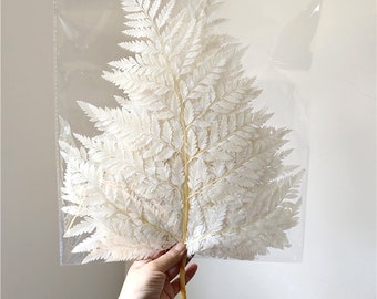 White Preserved Fern Stems, DIY Wedding Garland Decor (10 stems)