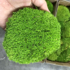 2, 3, 4 Moss Balls-moss Ball-decorative Moss Orb Sphere for Bowl Urn Vase  Filler-preserved Moss Balls-moss Decor-home Decor-floral Supply 