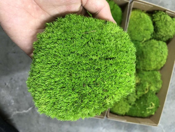 Bulk Fresh Cushion Moss (Floral, Crafts, Terrariums)