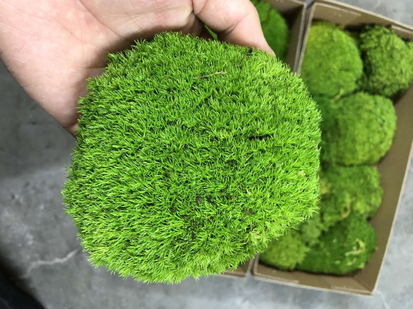 Live Moss Grab Bag Fresh Green Healthy for Terrariums Houseplants