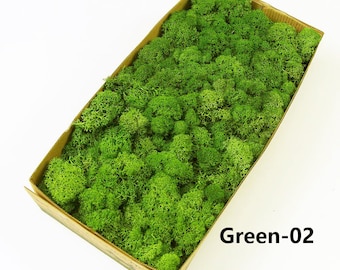 Preserved Reindeer Moss: Natural Green for DIY Crafts & Decor (0.85LB)