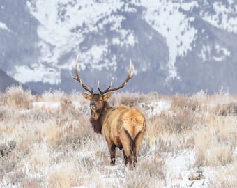 Wildlife Photography, Wyoming Photography, Elk Photography