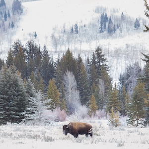 Bison Photography, Wyoming Photography, Western Photography, Animal Wall Art