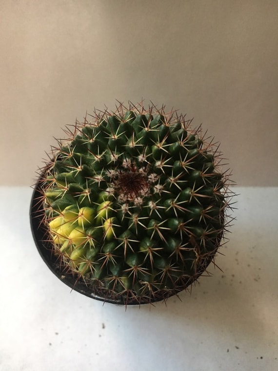 cactus variegated home potted Garden decoration Plants high 8-10cm