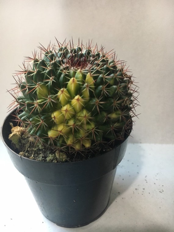cactus variegated home potted Garden decoration Plants high 8-10cm