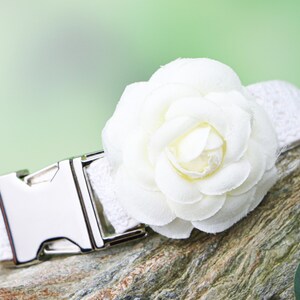 May include: White dog collar with a silver buckle and a white fabric flower.