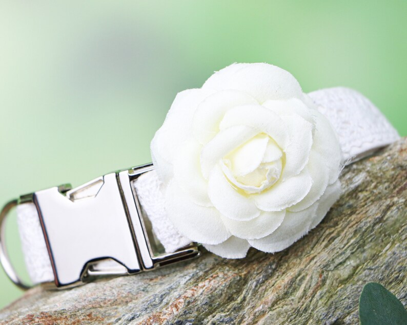 May include: White dog collar with a silver buckle and a white fabric flower.