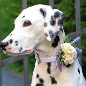 May include: A Dalmatian dog wearing a white lace collar with a lavender and white flower corsage.