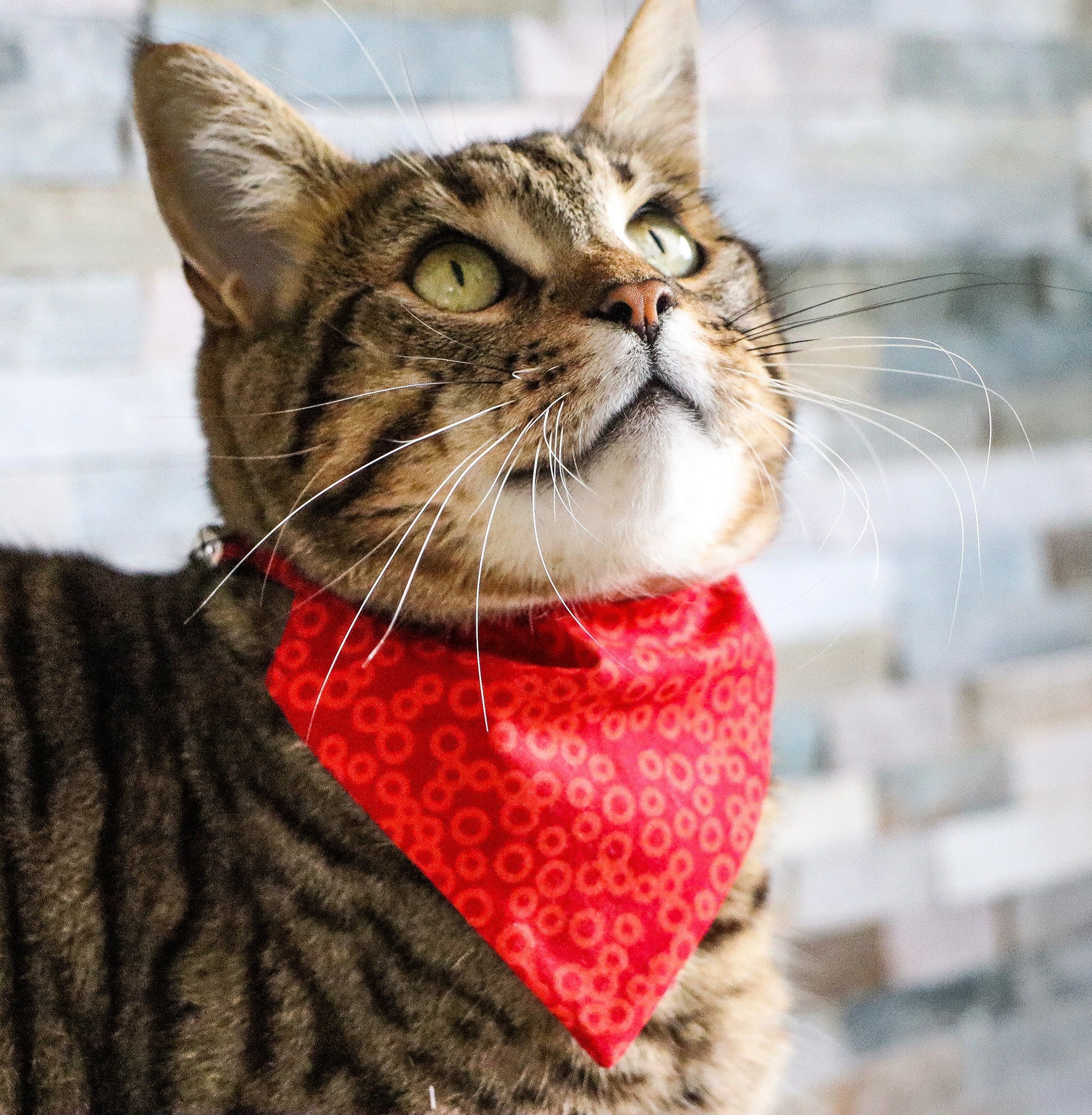 Katzenhalsband selbstffnend - Etsy.de