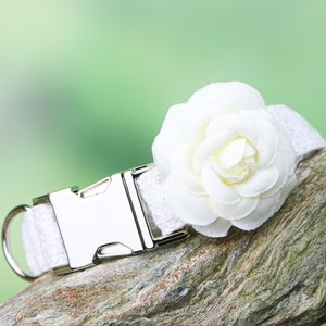 May include: White dog collar with a silver buckle and a white fabric flower accent.