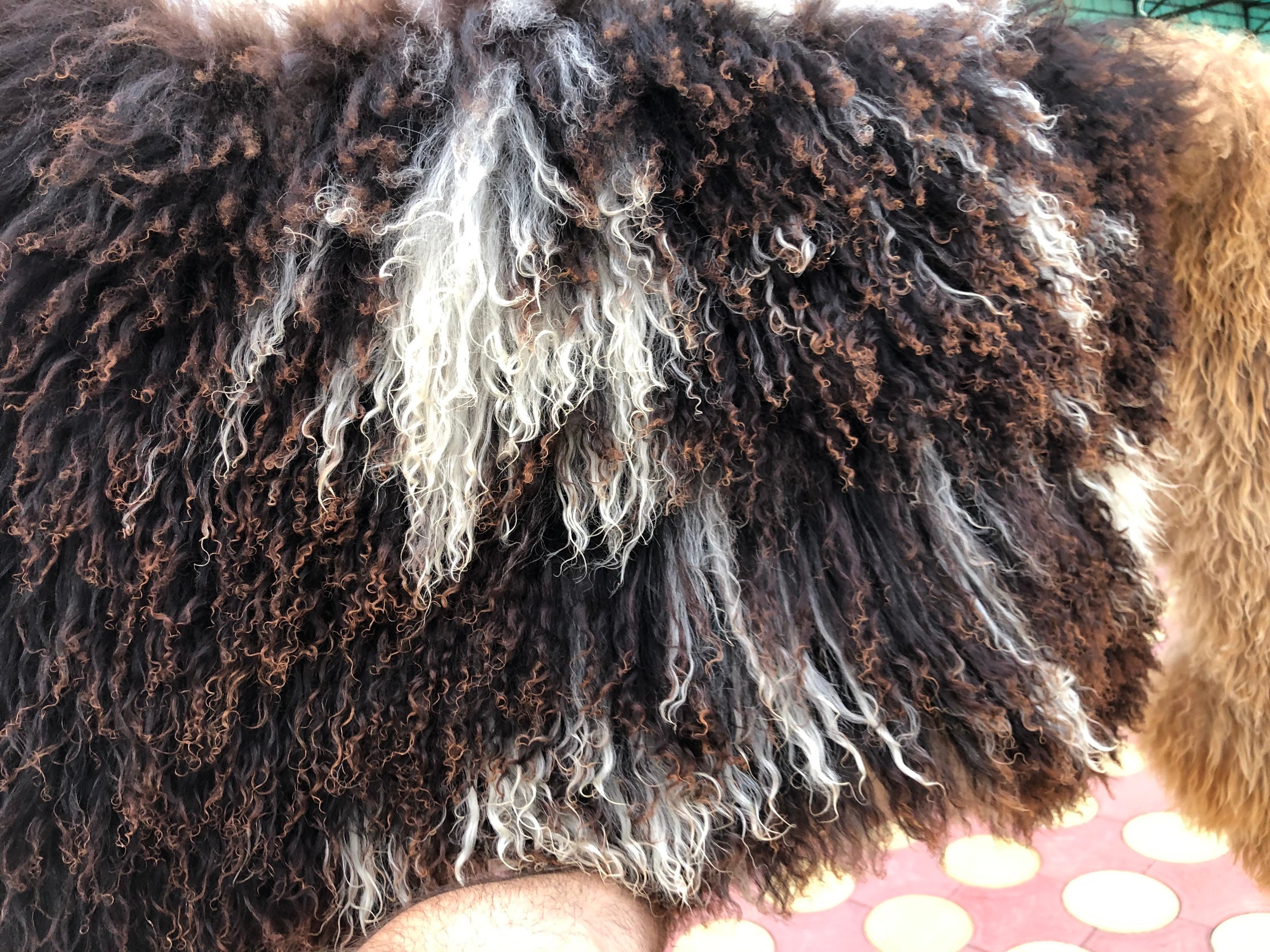 Original Sheepskin Rug Sheep Skin Throw Genuine Leather Fur Etsy