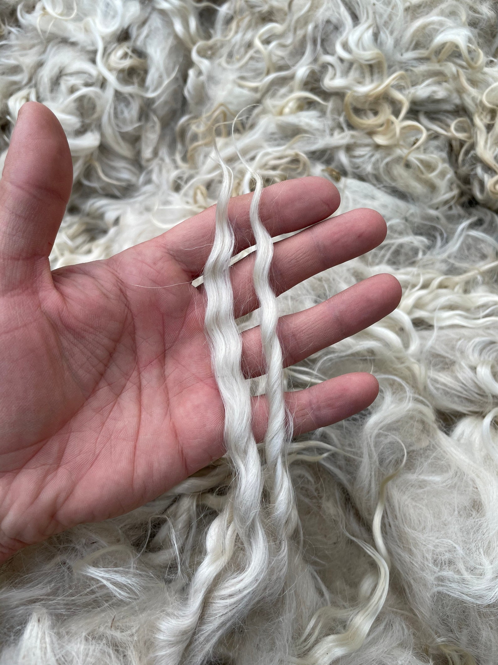 Raw white mohair fleece 35 oz 1000 gr. Angora wool fiber. Etsy
