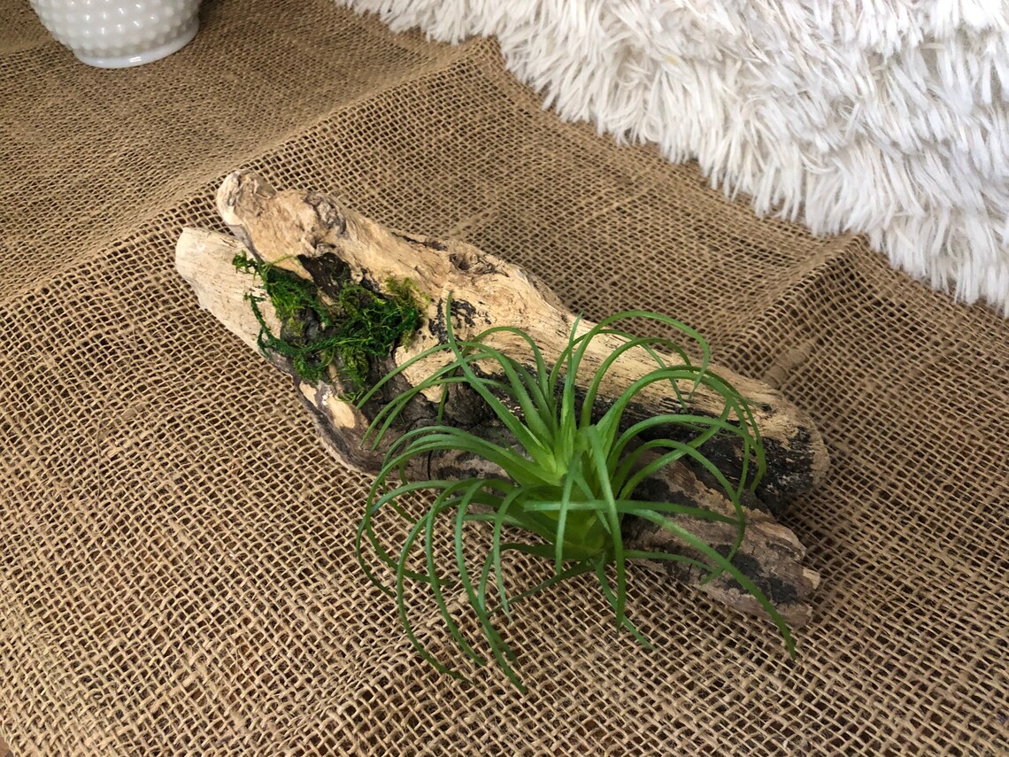 Fake Air Plant Driftwood Table Display Plant Display Etsy