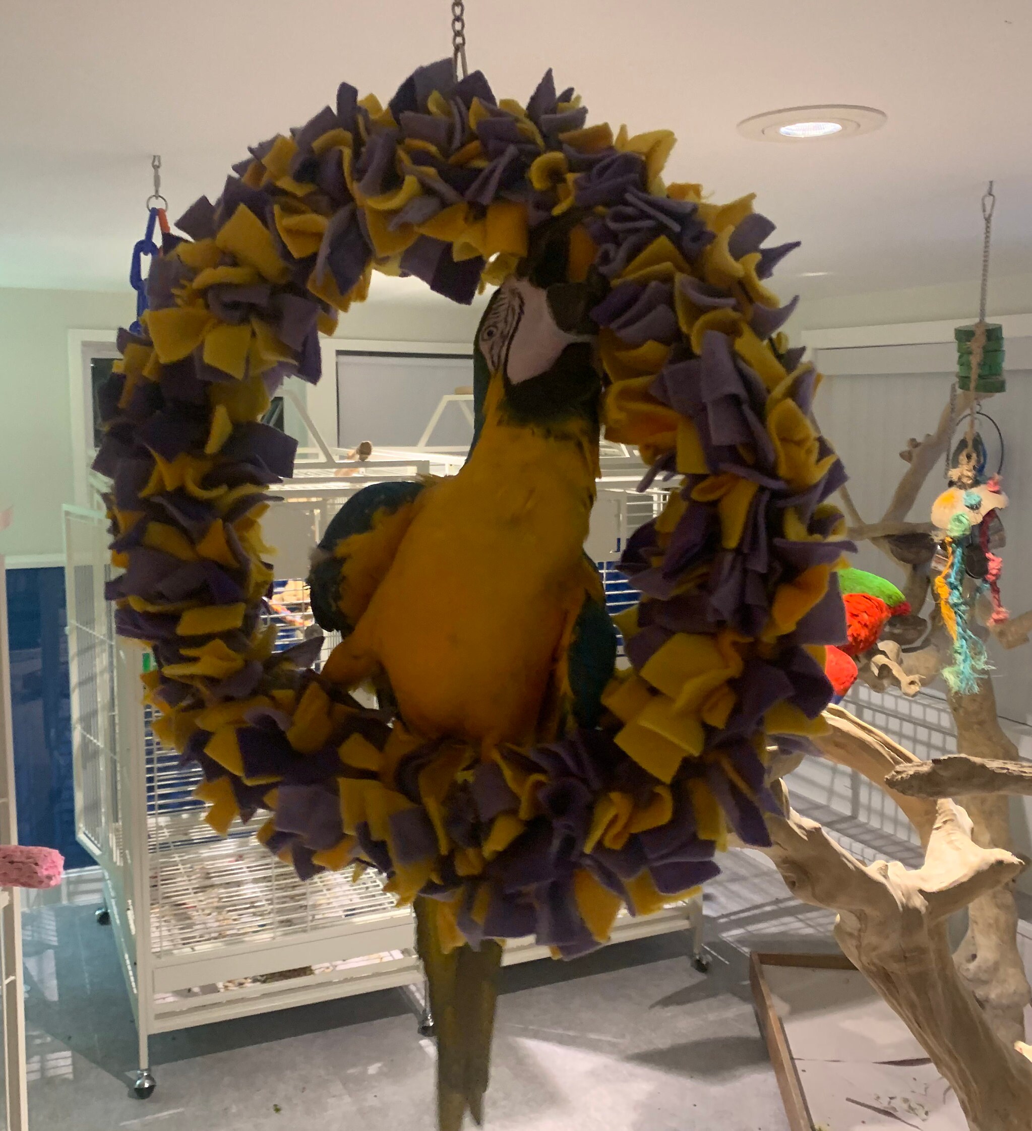 2122 Fleece Swing Bird Snuggle Cuddle Ring for Larger Etsy