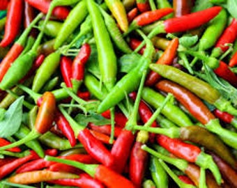 Capsicum frutescens Siling Labuyo Very Hot Birds Eye Thai Chilli Seeds x 25