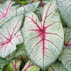 Puede incluir: Primer plano de un grupo de hojas grandes, verdes con venas blancas y bordes rosados. Las hojas tienen forma de corazón y están dispuestas en un racimo.