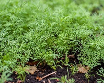 Premium Dill Seeds for Planting - Non-GMO Heirloom Herb Seeds