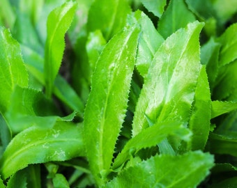 Fresh Culantro Seeds - Eryngium Foetidum - Perennial Herb - Organic
