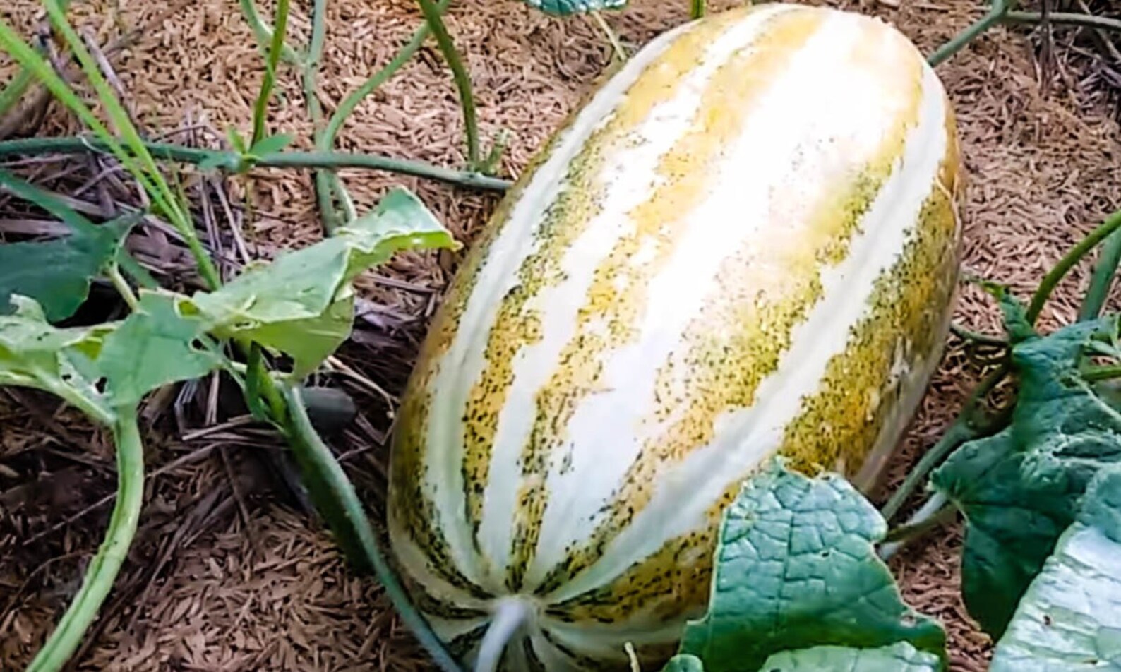 Thai Musk Melon Seeds Long Musk Melon Seeds Tang Thai Thai Etsy