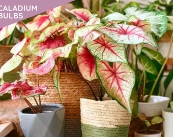 Caladium BULBS - Caladium Fancy leaves, Bicolor Mixed, Classic beauty, Indoor Plant, Air Purifier,  - Easy Growing House Plant