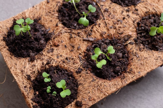 Set 6-cell Coco Coir Seed Starting Tray, Coconut Fiber Grow Cups for Home  Garden, Seedling Tray, Eco-friendly - 100% Bio-degradable! - Etsy