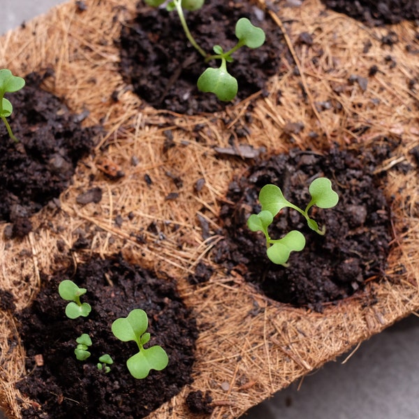 Set 6-Cell Coco Coir Seed Starting Tray, Coconut Fiber Grow Cups for Home Garden, Seedling Tray, Eco-friendly - 100% Bio-degradable!