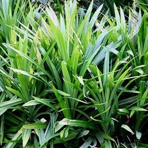 May include: A close-up of a lush green patch of Pandan leaves. The leaves are long and narrow, with a slightly pointed tip. The leaves are arranged in a dense cluster, creating a vibrant green texture.